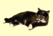 Bild einer Katze