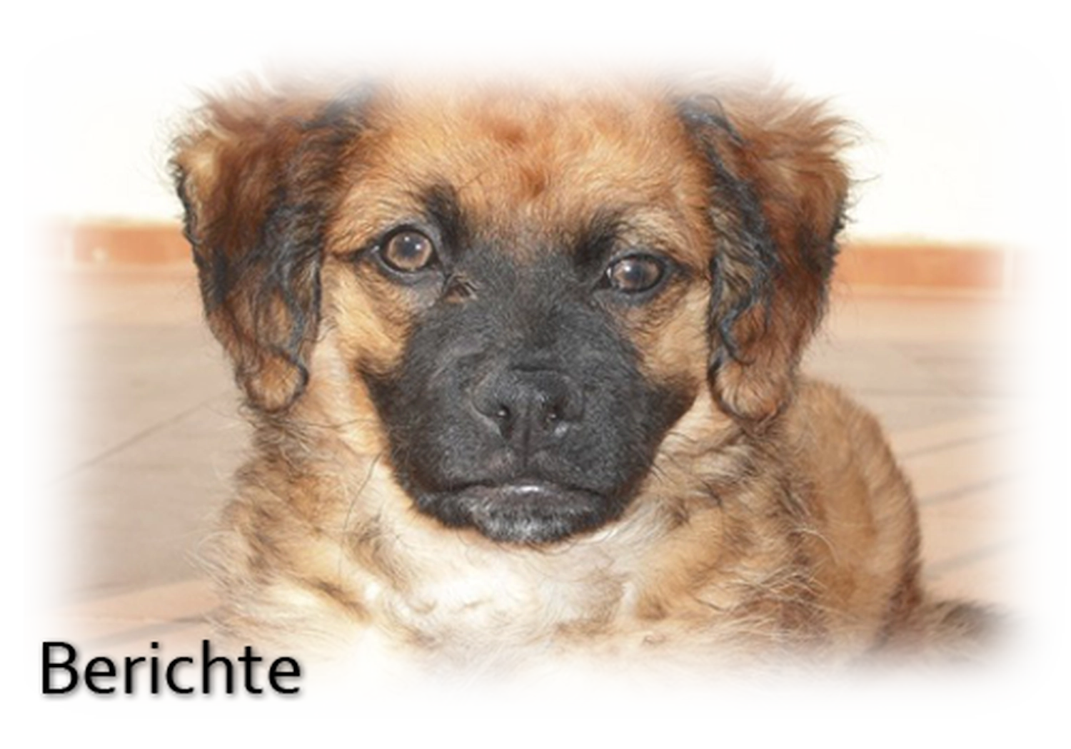 Tierhilfe Sara Lanzarote e.V. - Hund