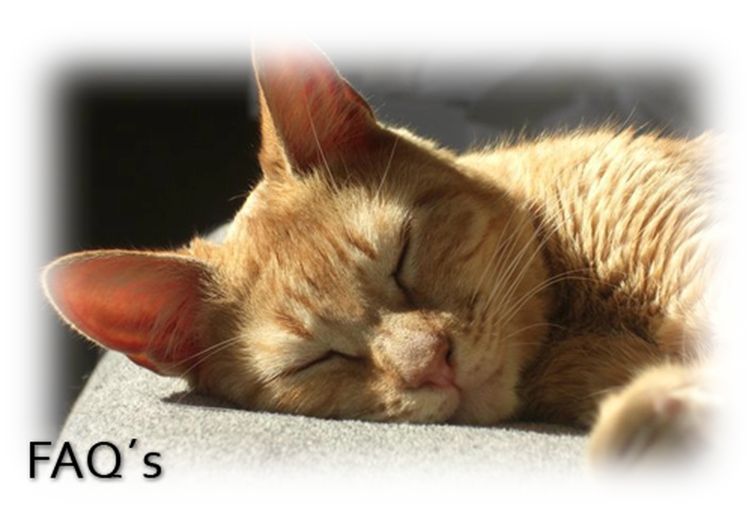 Tierhilfe Sara Lanzarote e.V. - Katze