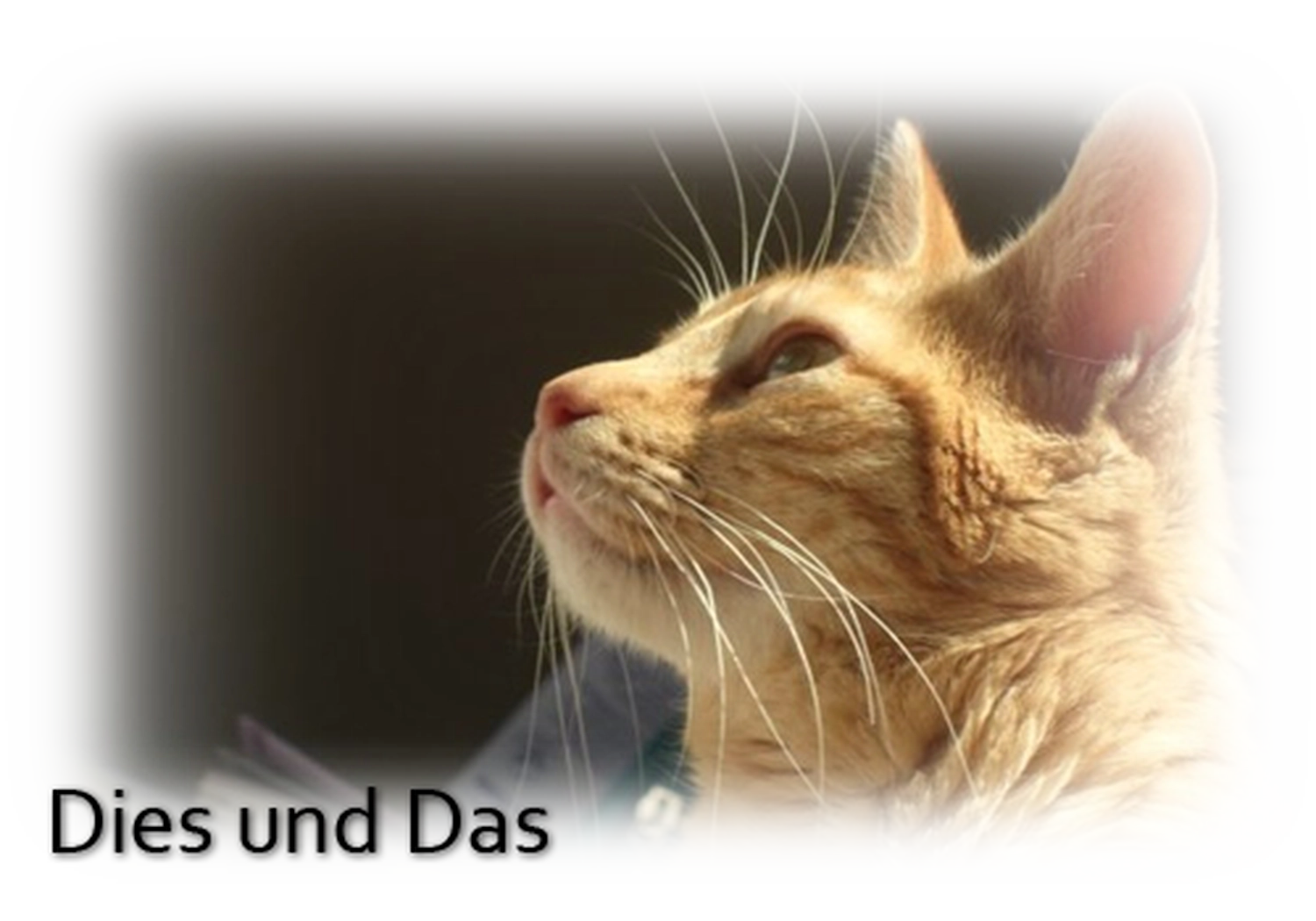 Tierhilfe Sara Lanzarote e.V. - Katze