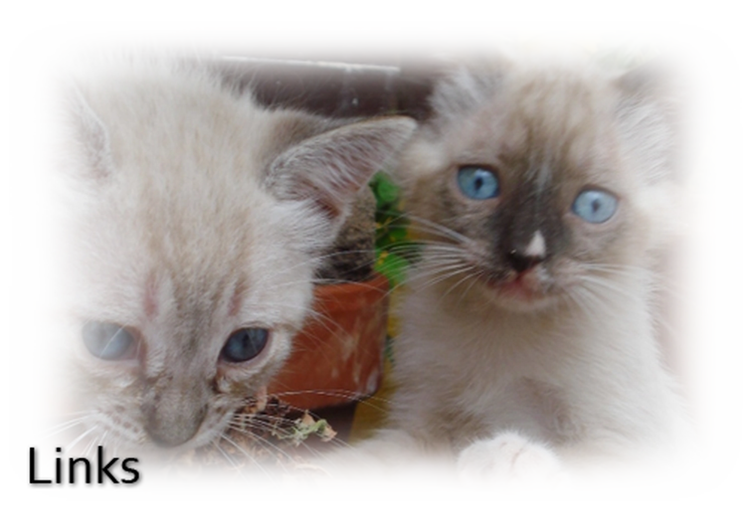 Tierhilfe Sara Lanzarote e.V. - Katze