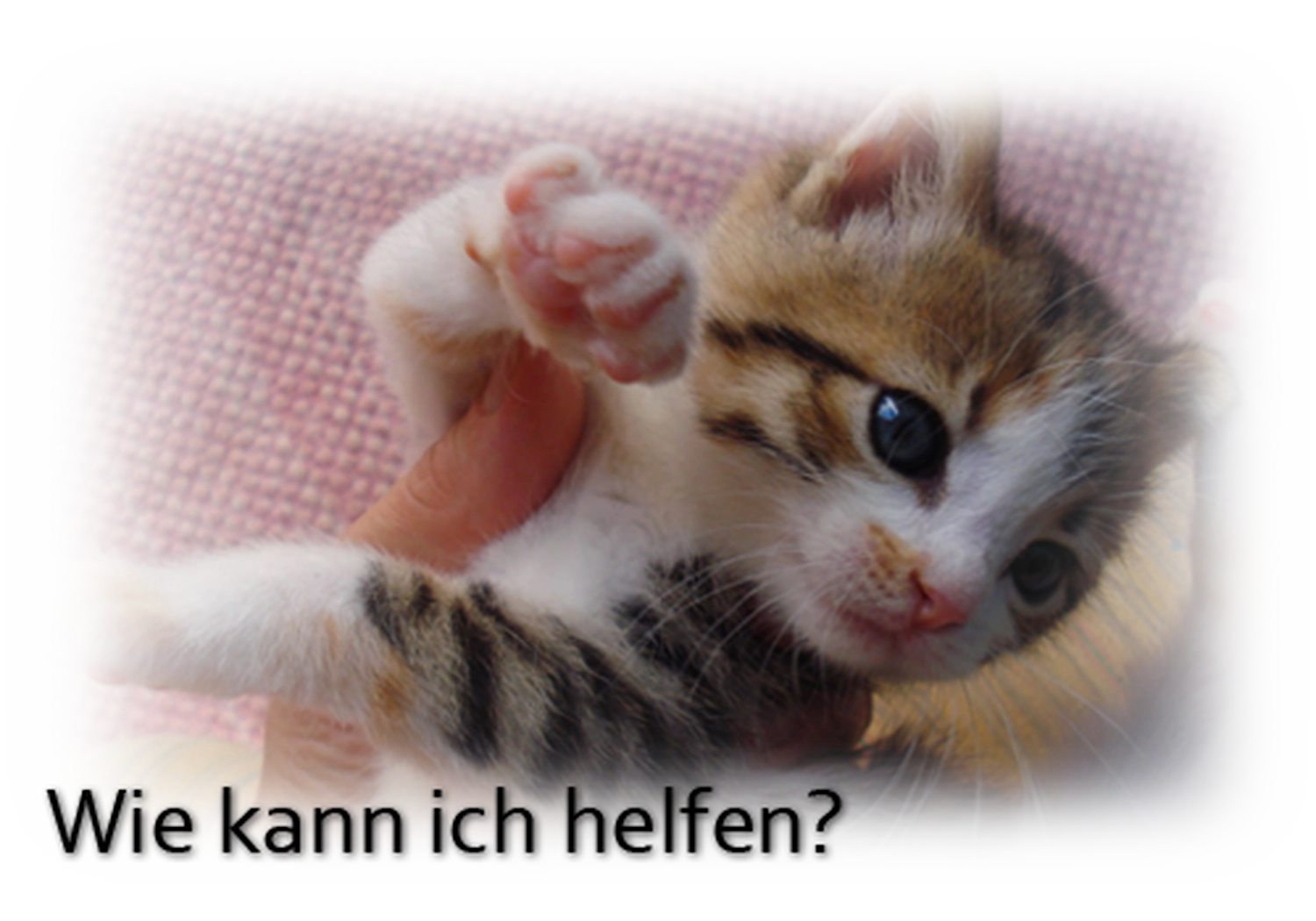 Tierhilfe Sara Lanzarote e.V. - Katze