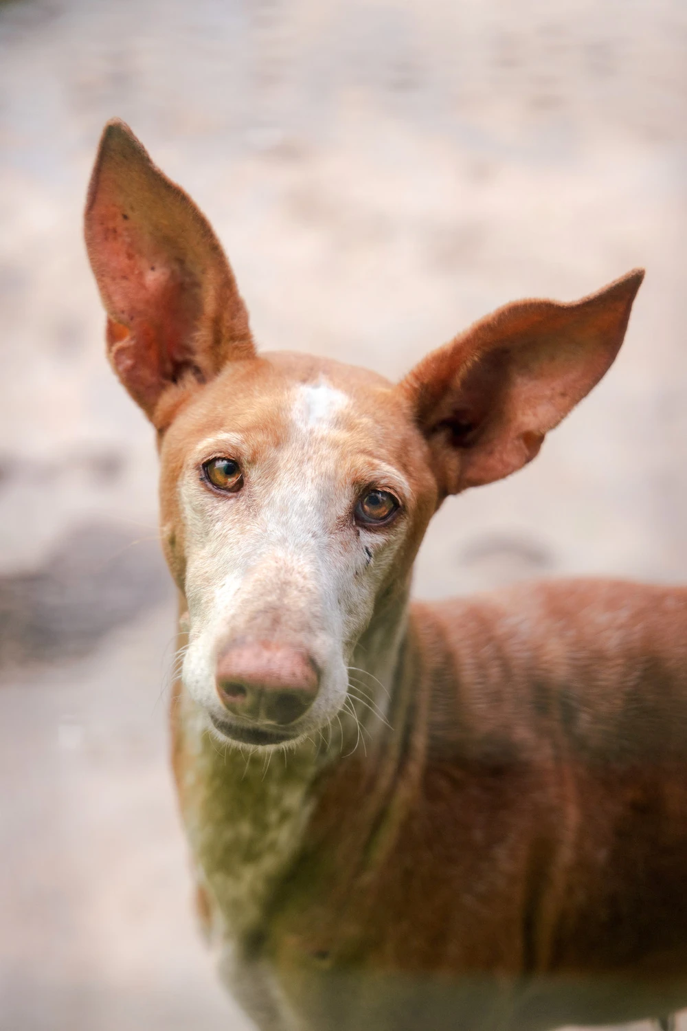 Tierhilfe Sara Lanzarote e.V. - Hund