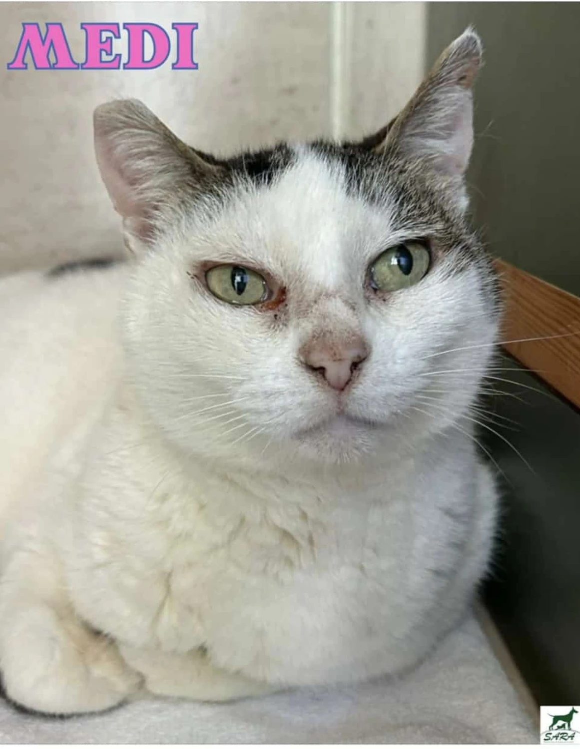 Tierhilfe Sara Lanzarote e.V. - Katze
