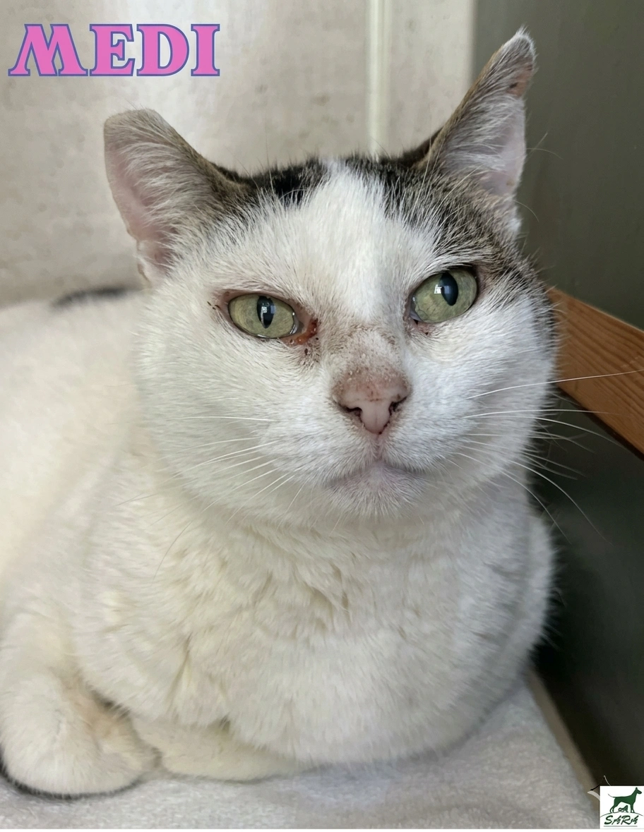Tierhilfe Sara Lanzarote e.V. -Patenkatze Medi