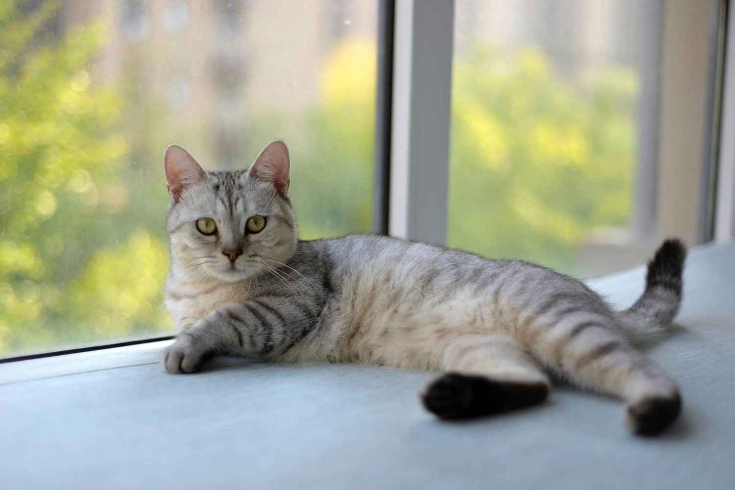 Tierhilfe Sara Lanzarote e.V. - Katze