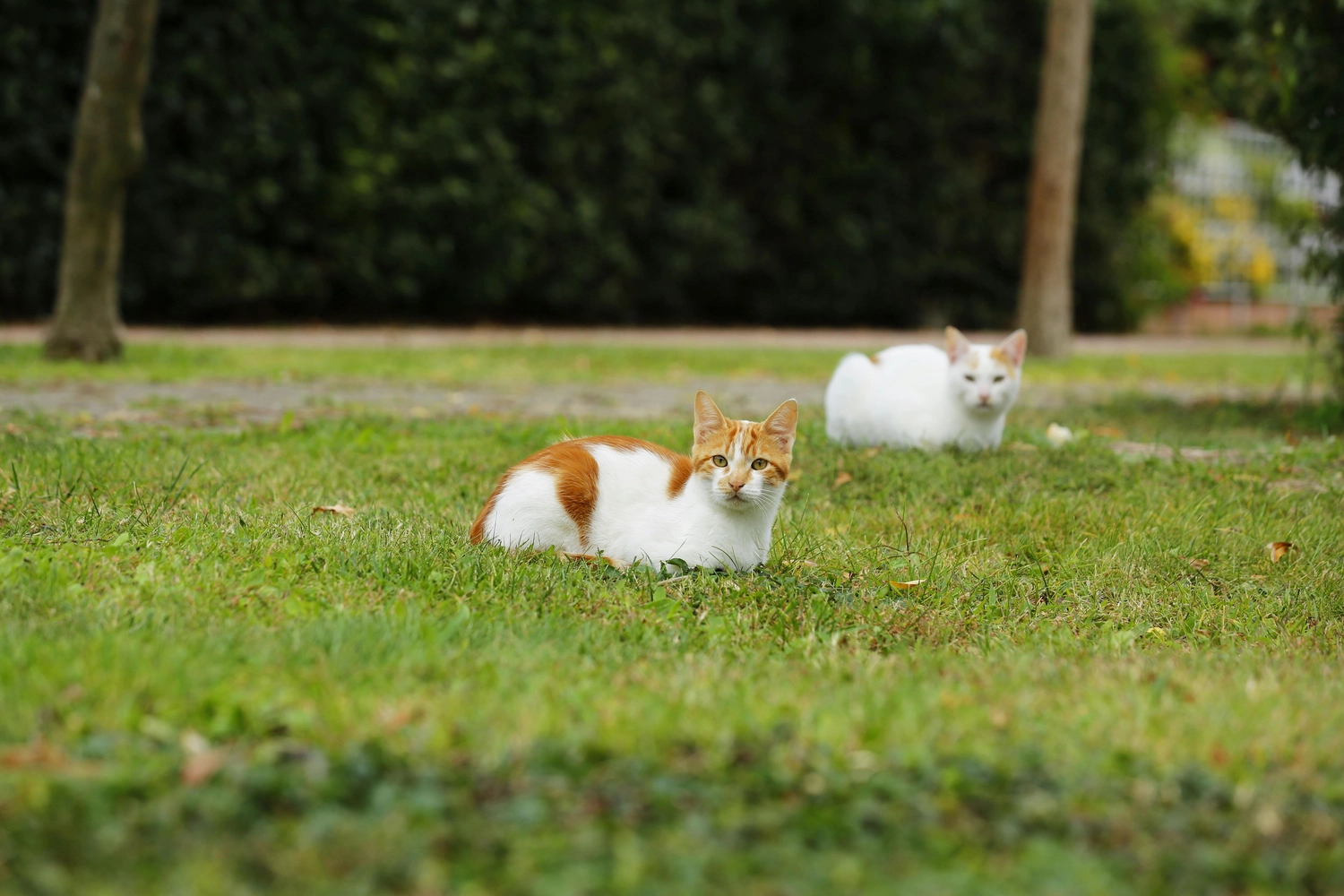 Tierhilfe Sara Lanzarote e.V. - Zwei weiße und orangefarbene Katzen sitzen auf einer Wiese im Park.