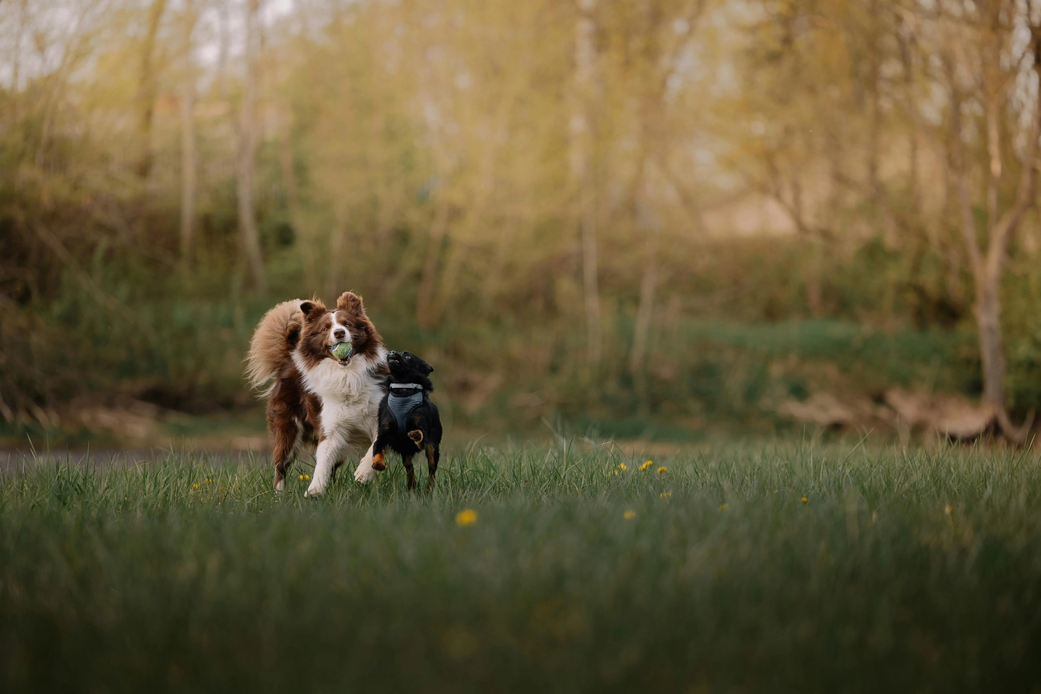 Tierhilfe Sara Lanzarote e.V. „Dogs Playing on Meadow“ zeigt einen braun-weißen Border Collie, der einen Ball im Maul hält.