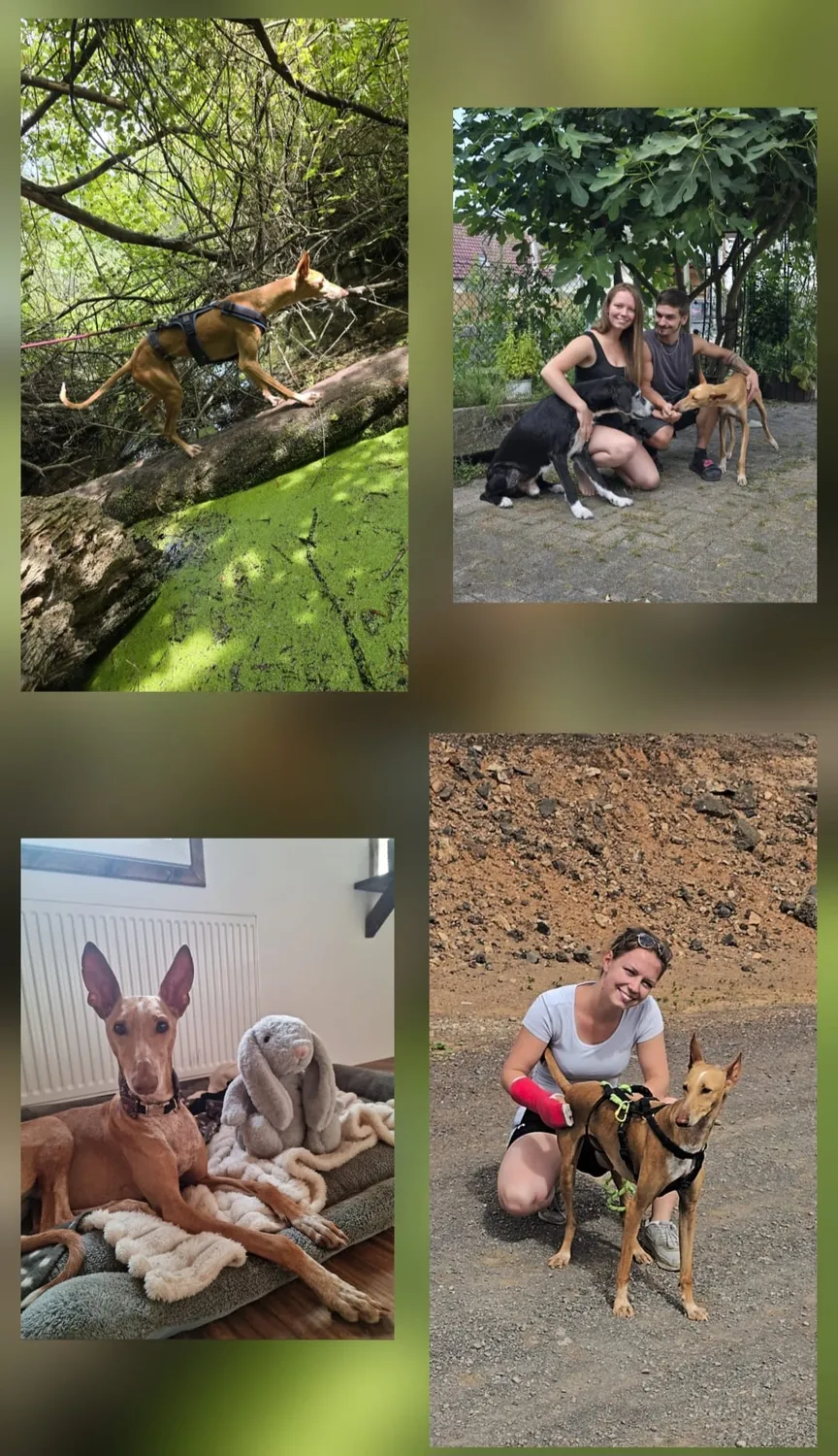 Tierhilfe Sara Lanzarote e.V. - Hund